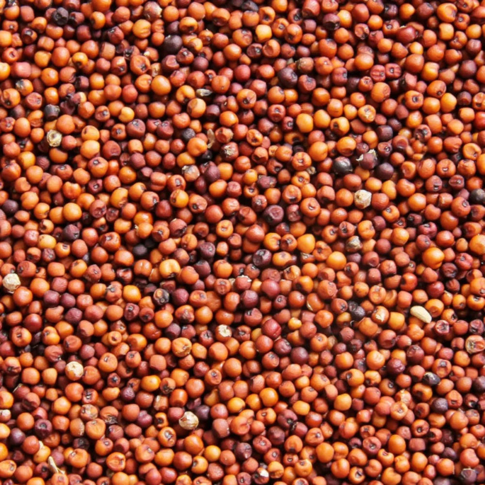 Organic Ragi Whole (रागी) (900gm) (Pack of 2)