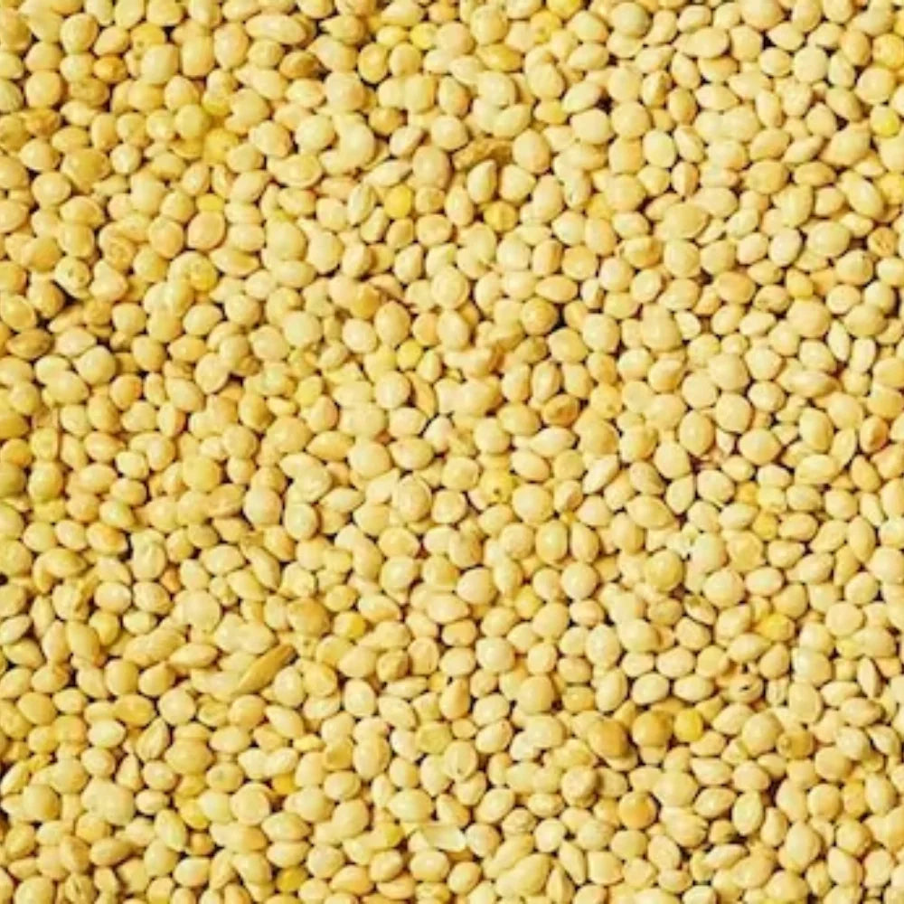 Organic Foxtail Millet (Kangni Bajra) (कंगनी) (900gm) (Pack of 2)