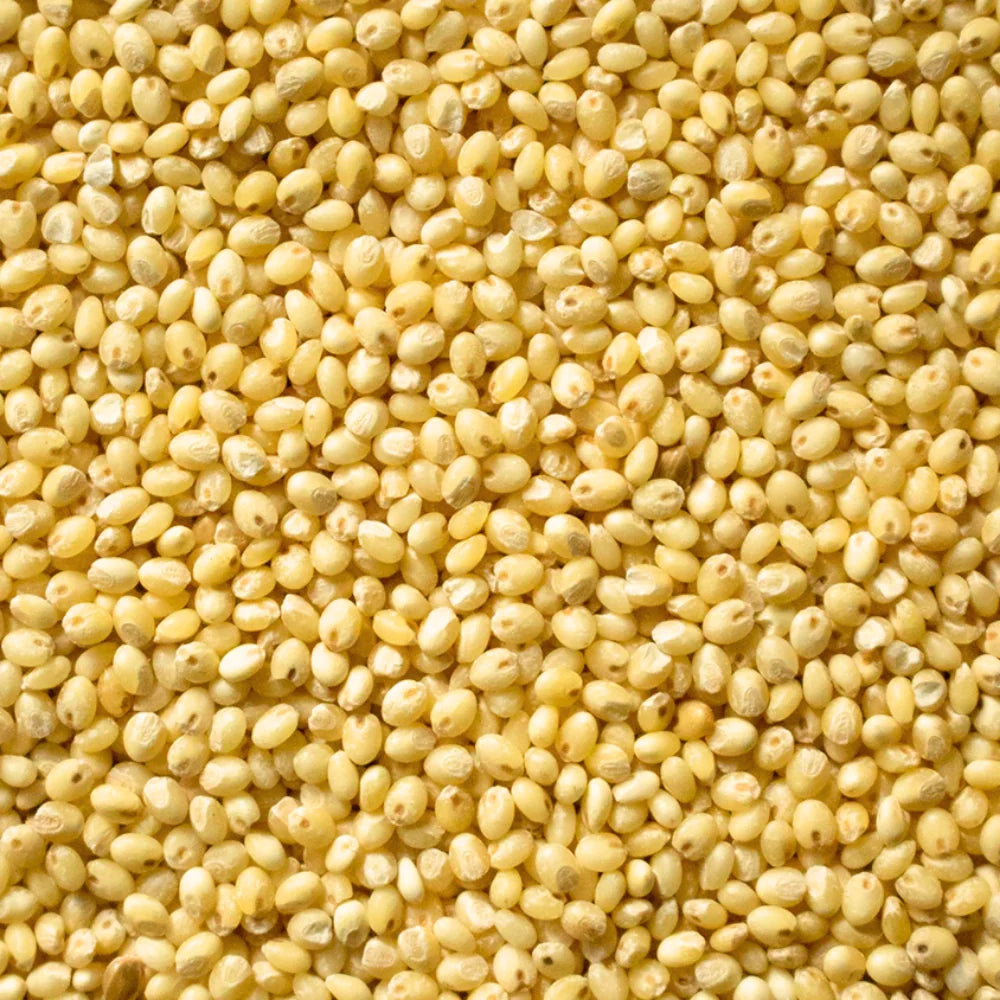 Organic Proso Millet (Chena) (प्रोसो मिलेट) (900gm) (Pack of 2)