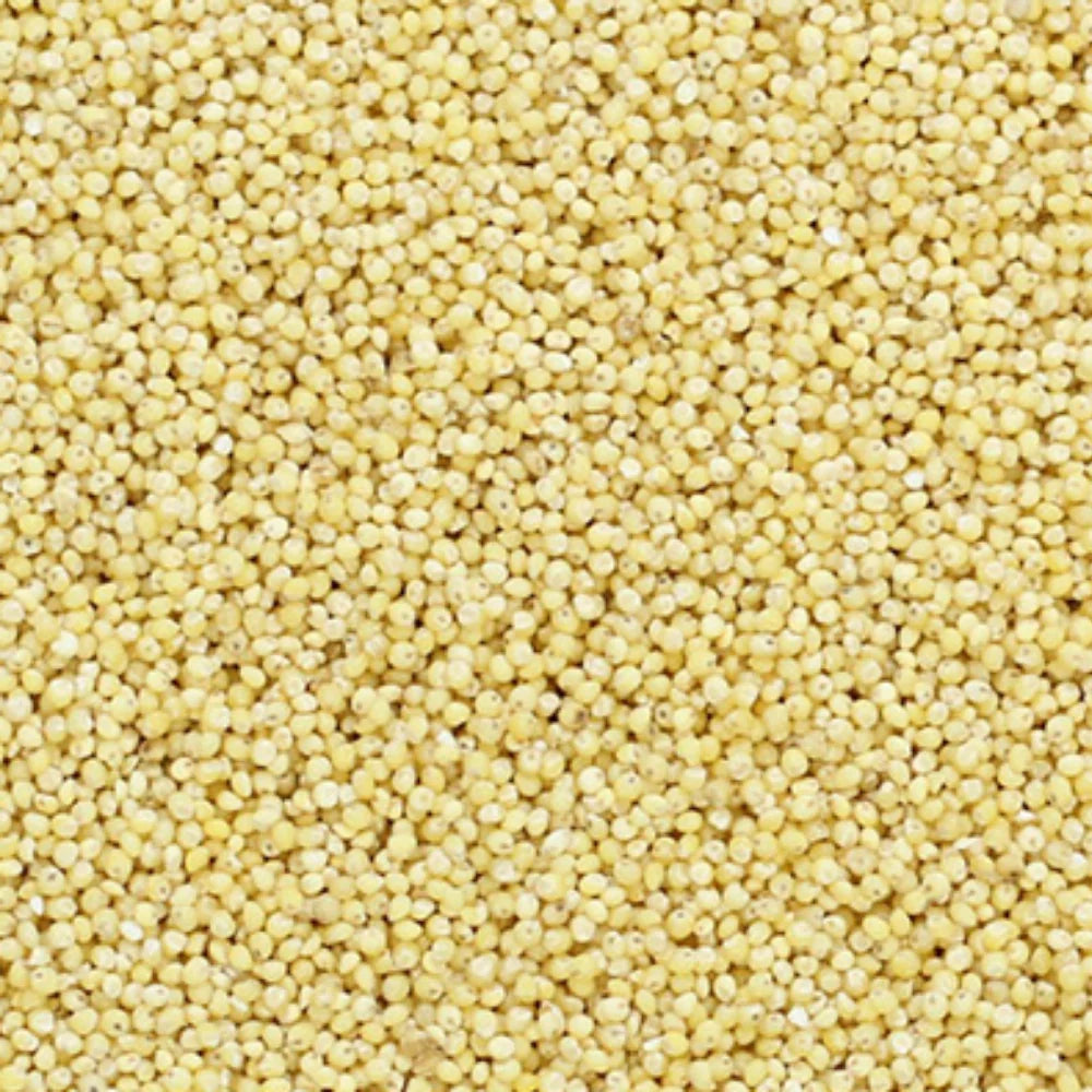 Organic Little Millet (Kutki Bajra) (बाजरी) (900gm) (Pack of 2)