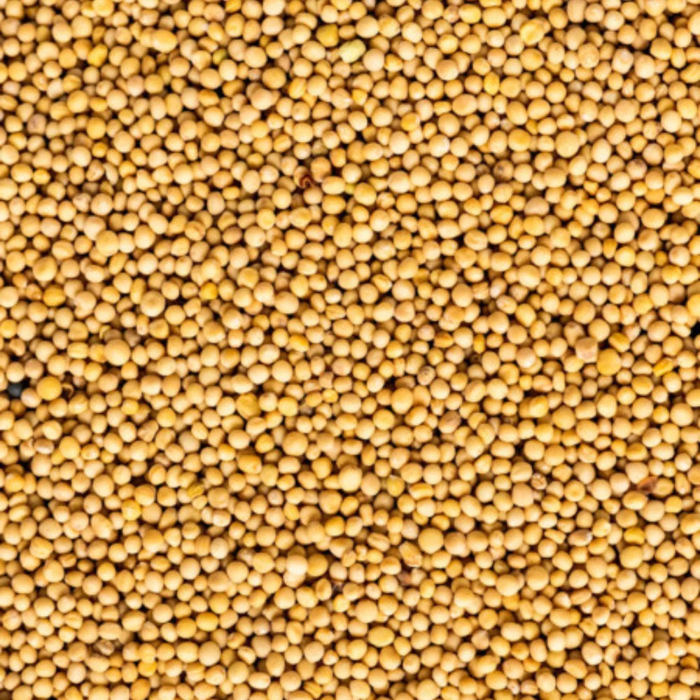 Organic Mustard Yellow (पीली सरसों) (300gm) (Pack of 2)