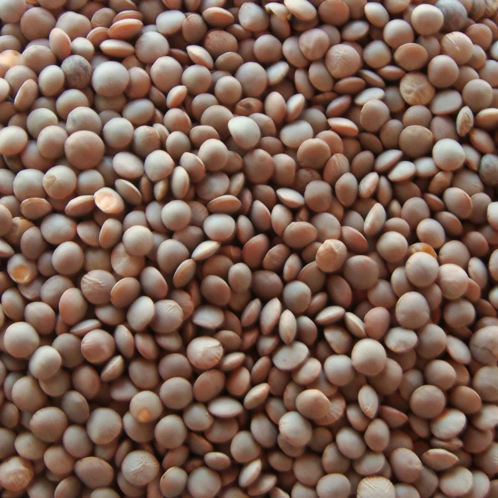 Organic Masoor Sabut (मसूर साबुत) (850gm) (Pack of 2)