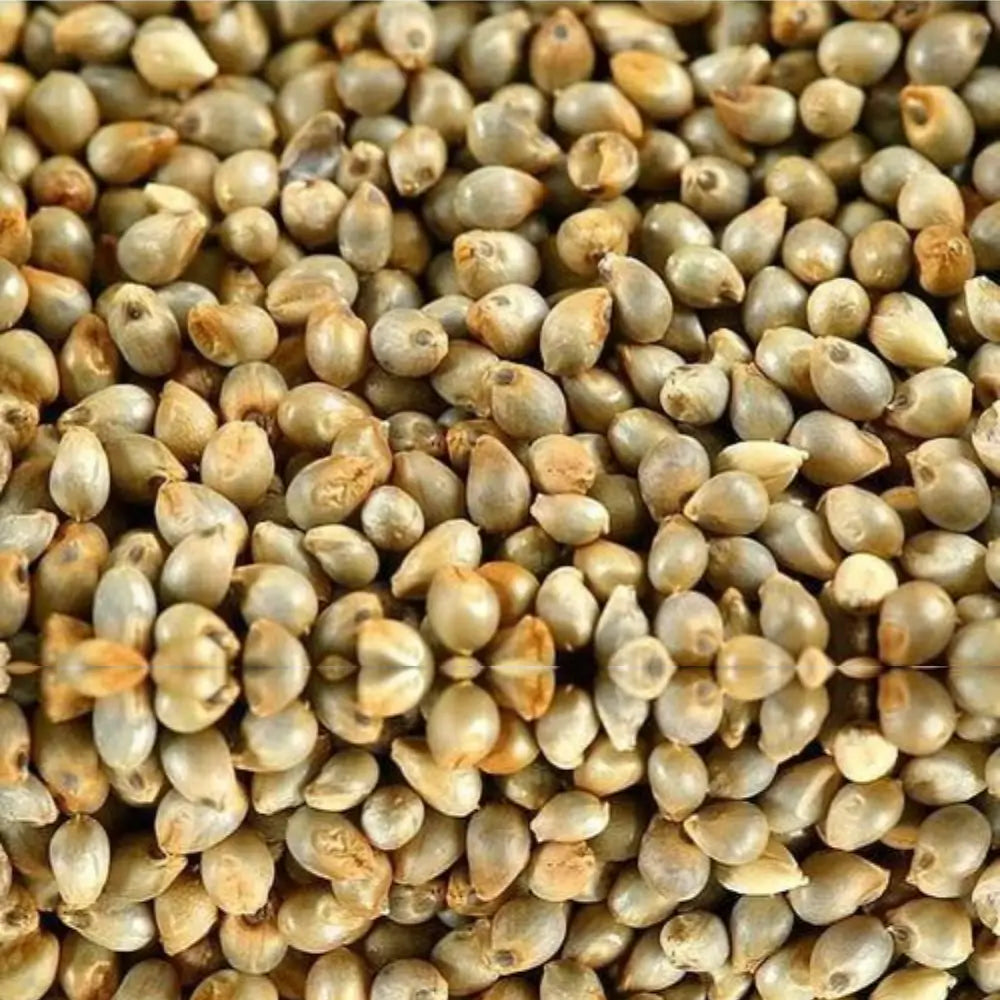 Organic Pearl Millet Whole (Bajra) (बाजरा) (900gm) (Pack of 2)