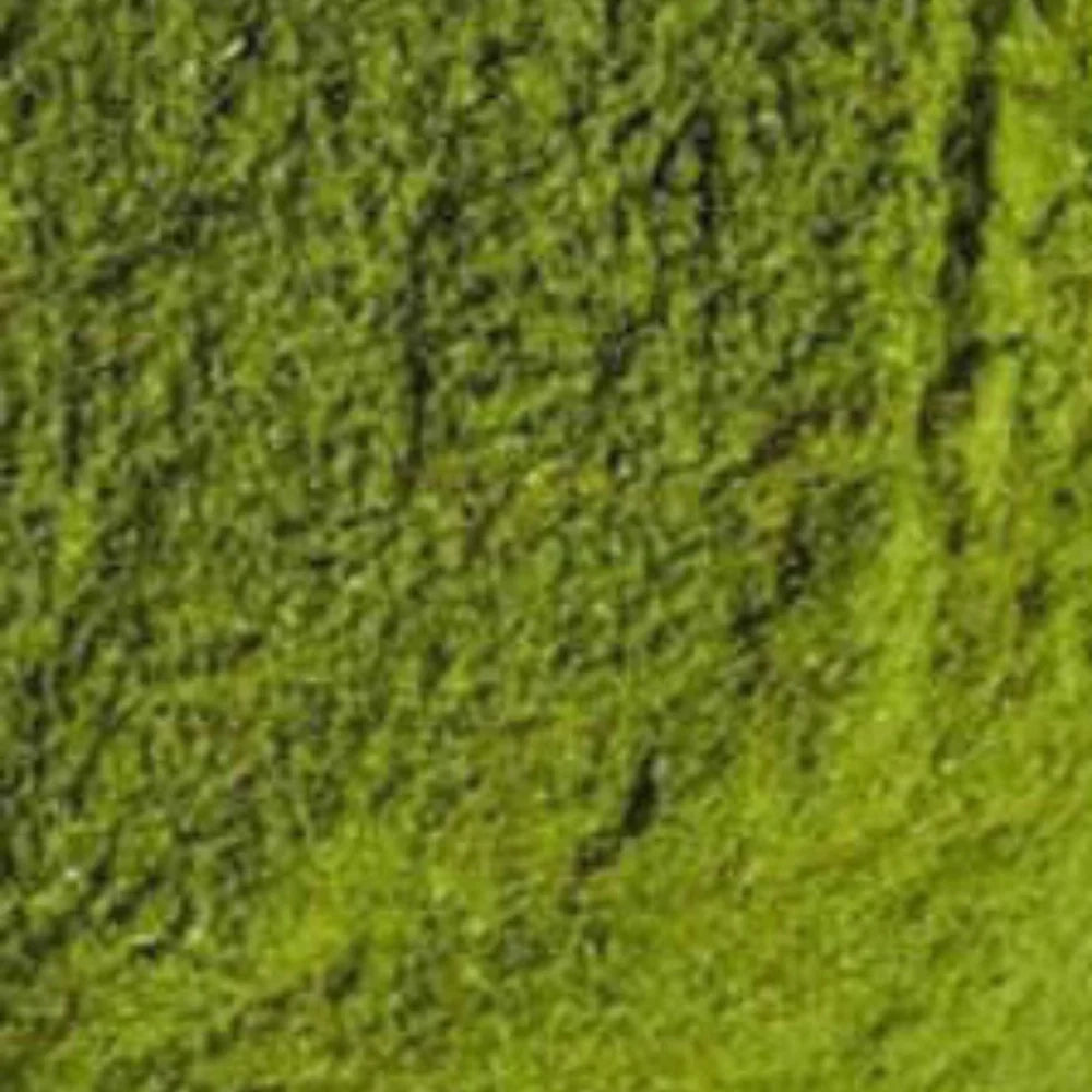 Organic Wheat Grass Powder (गेहूं ज्वारा पाउडर) (250gm) (Pack of 2)