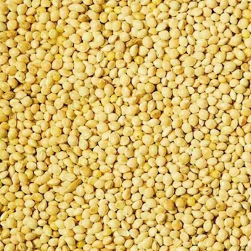 Organic Foxtail Millet (Kangni Bajra) (कंगनी) (400gm) (Pack of 2)