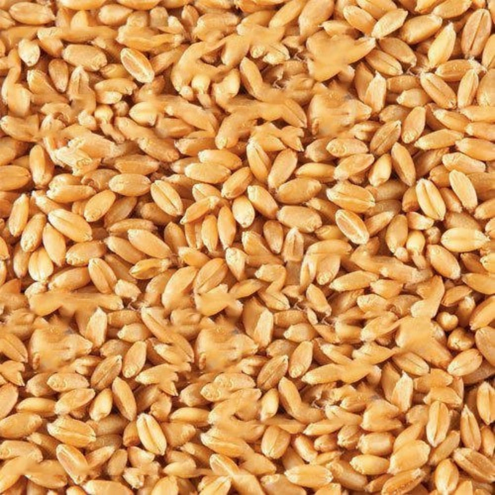 Organic Wheat Grain (Gehun) (गेहूं)