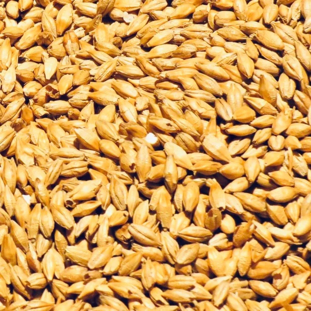 Organic Barley Grain (Jau) (जौ) (900gm) (Pack of 2)