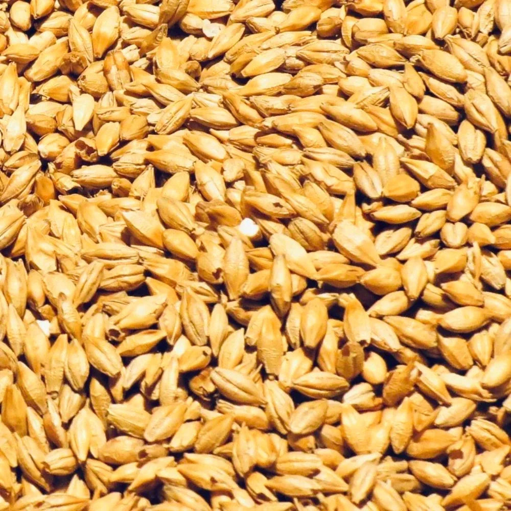 Organic Barley Grain (Jau) (जौ) (900gm) (Pack of 3)