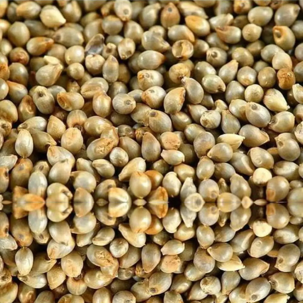 Organic Pearl Millet Whole (Bajra) (बाजरा)